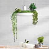 Contemporary Green Living LED Ceiling Pendant